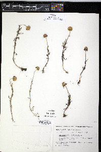 Image of Chrysanthemum bipinnatum