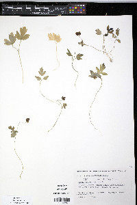 Adoxa moschatellina image