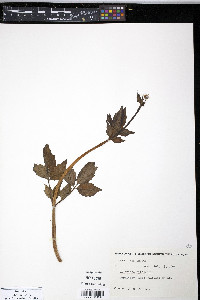 Valeriana sitchensis image