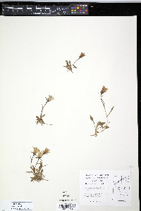 Campanula lasiocarpa image