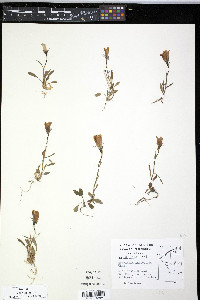 Campanula lasiocarpa image