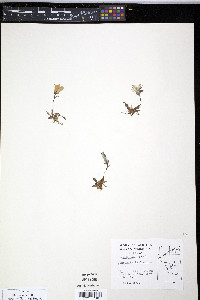 Campanula lasiocarpa image