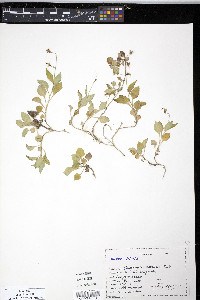 Campanula scouleri image