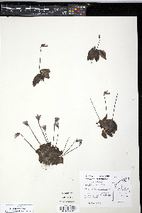 Pinguicula vulgaris image