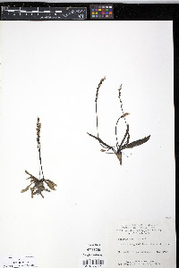 Plantago septata image