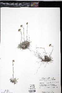 Antennaria angustata image