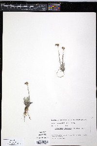 Antennaria friesiana image