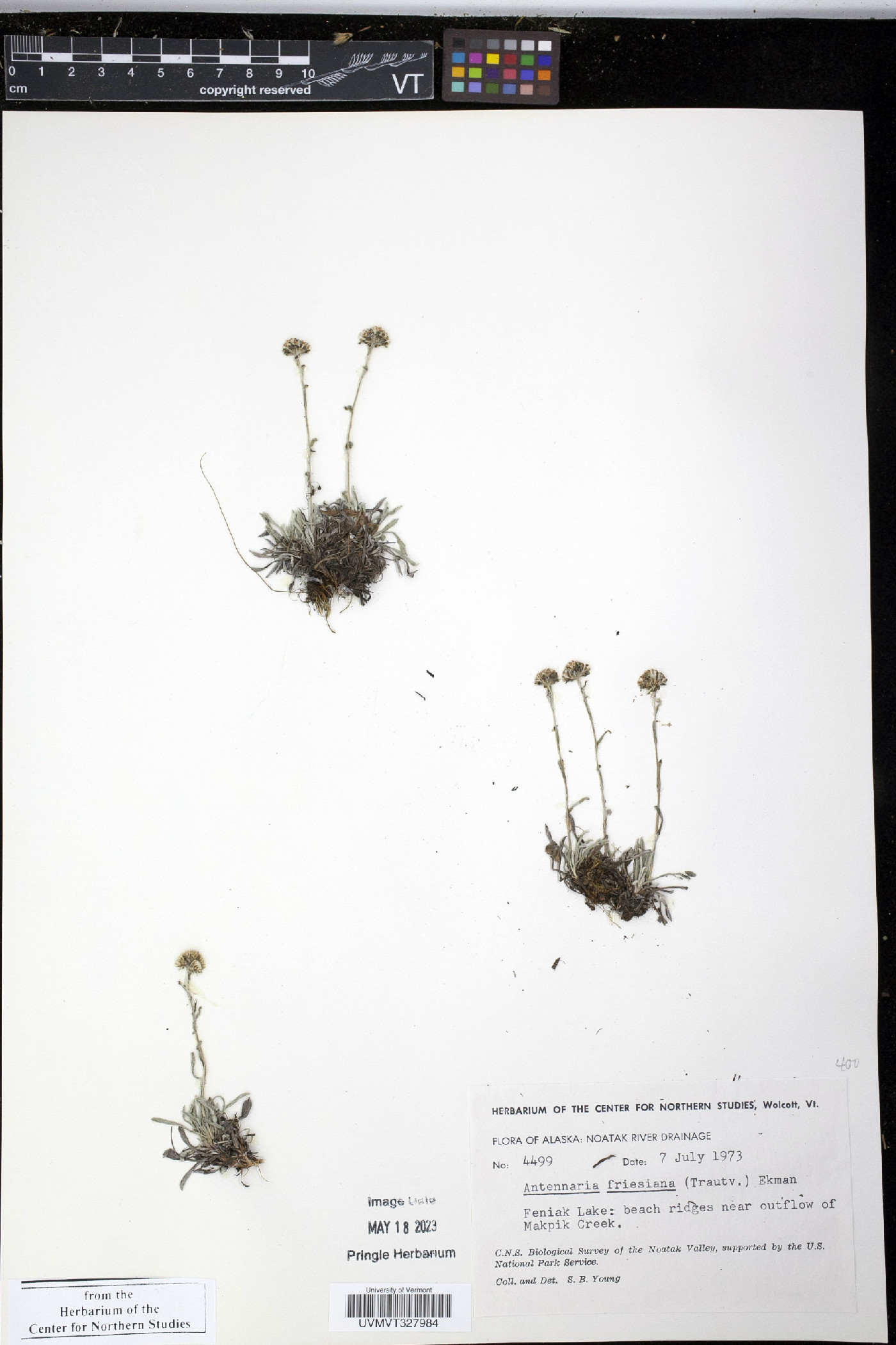 Antennaria friesiana image