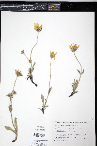 Arnica frigida image