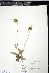 Arnica lessingii image