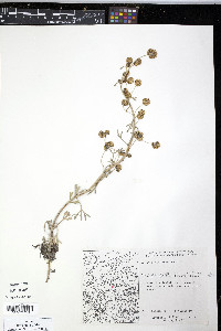 Artemisia frigida image