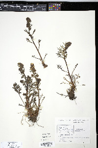 Artemisia arctica image