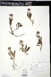 Aster sibiricus image