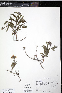 Aster sibiricus image