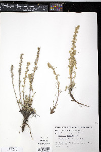 Artemisia borealis image