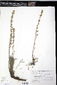 Artemisia borealis image