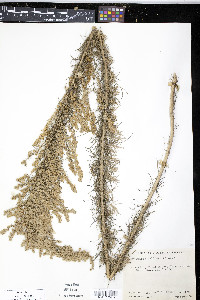 Artemisia californica image