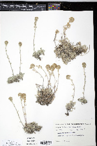 Artemisia globularia image