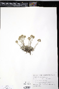 Artemisia globularia image