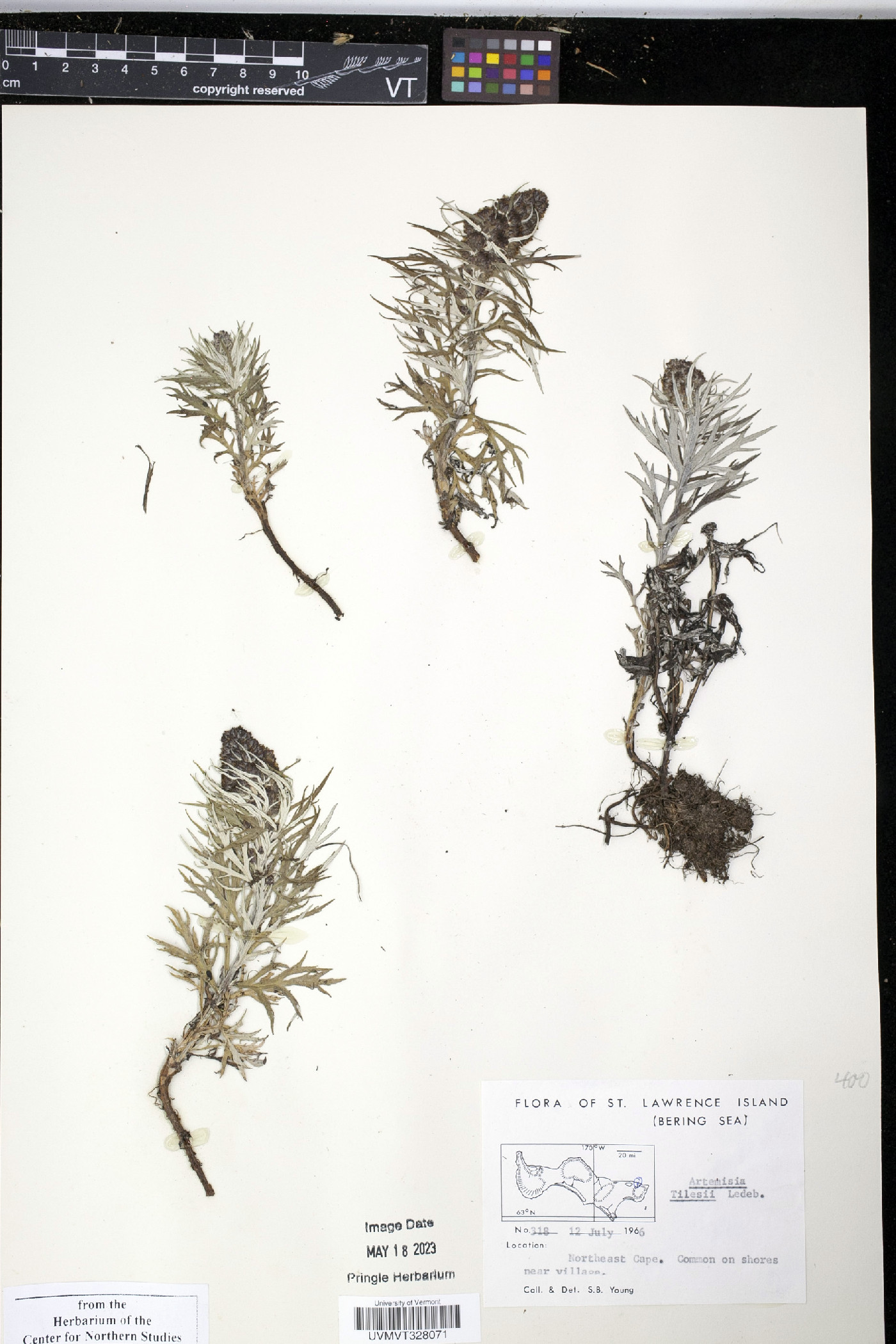 Artemisia tilesii image