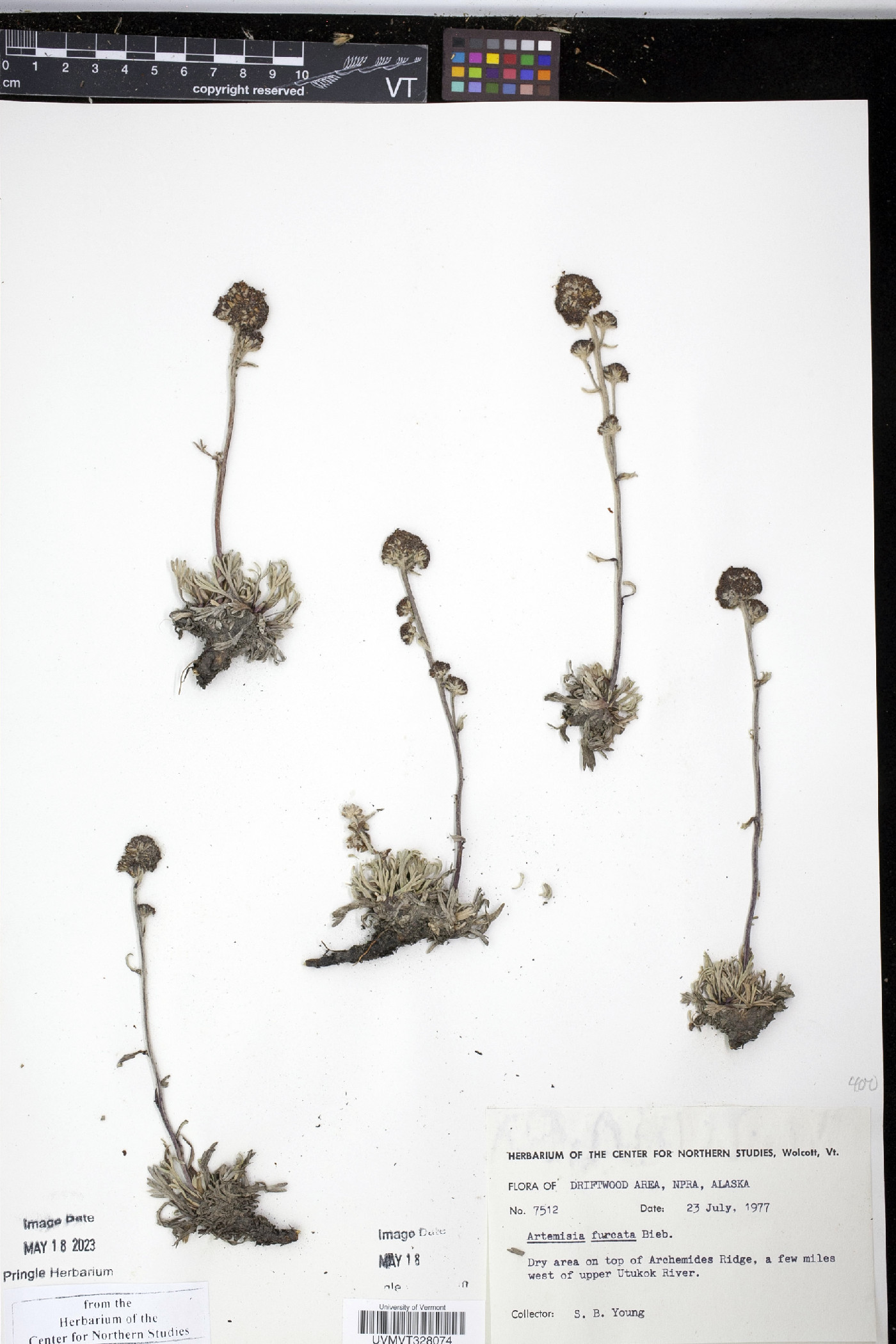 Artemisia tilesii image