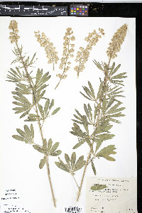 Lupinus maculatus image