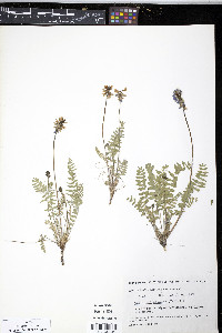 Oxytropis deflexa image