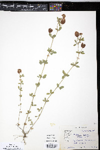 Trifolium aureum image