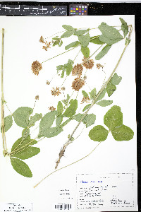 Trifolium howellii image