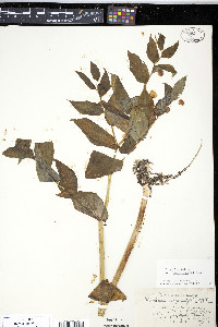 Streptopus amplexifolius var. amplexifolius image