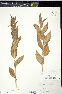 Streptopus roseus var. perspectus image