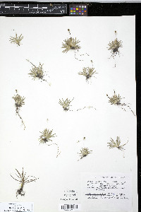 Tofieldia pusilla image