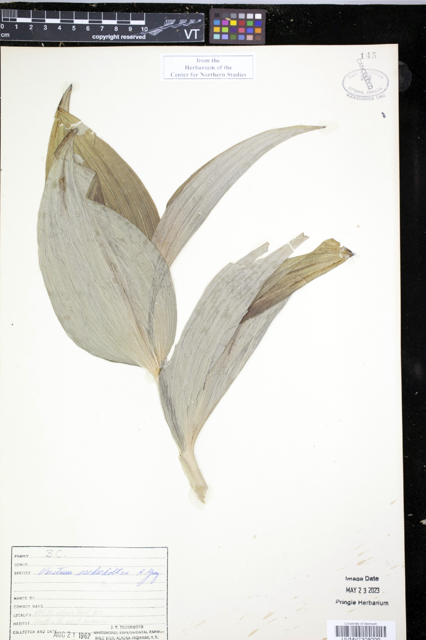 Veratrum eschscholtzii image