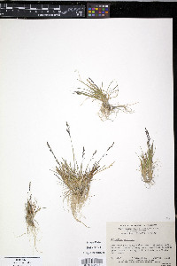Colpodium vahlianum image