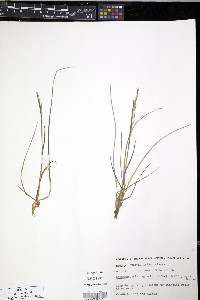 Calamagrostis stricta image