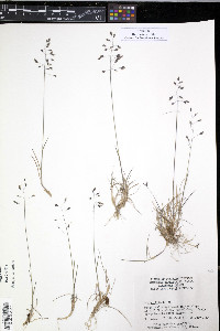 Poa arctica image