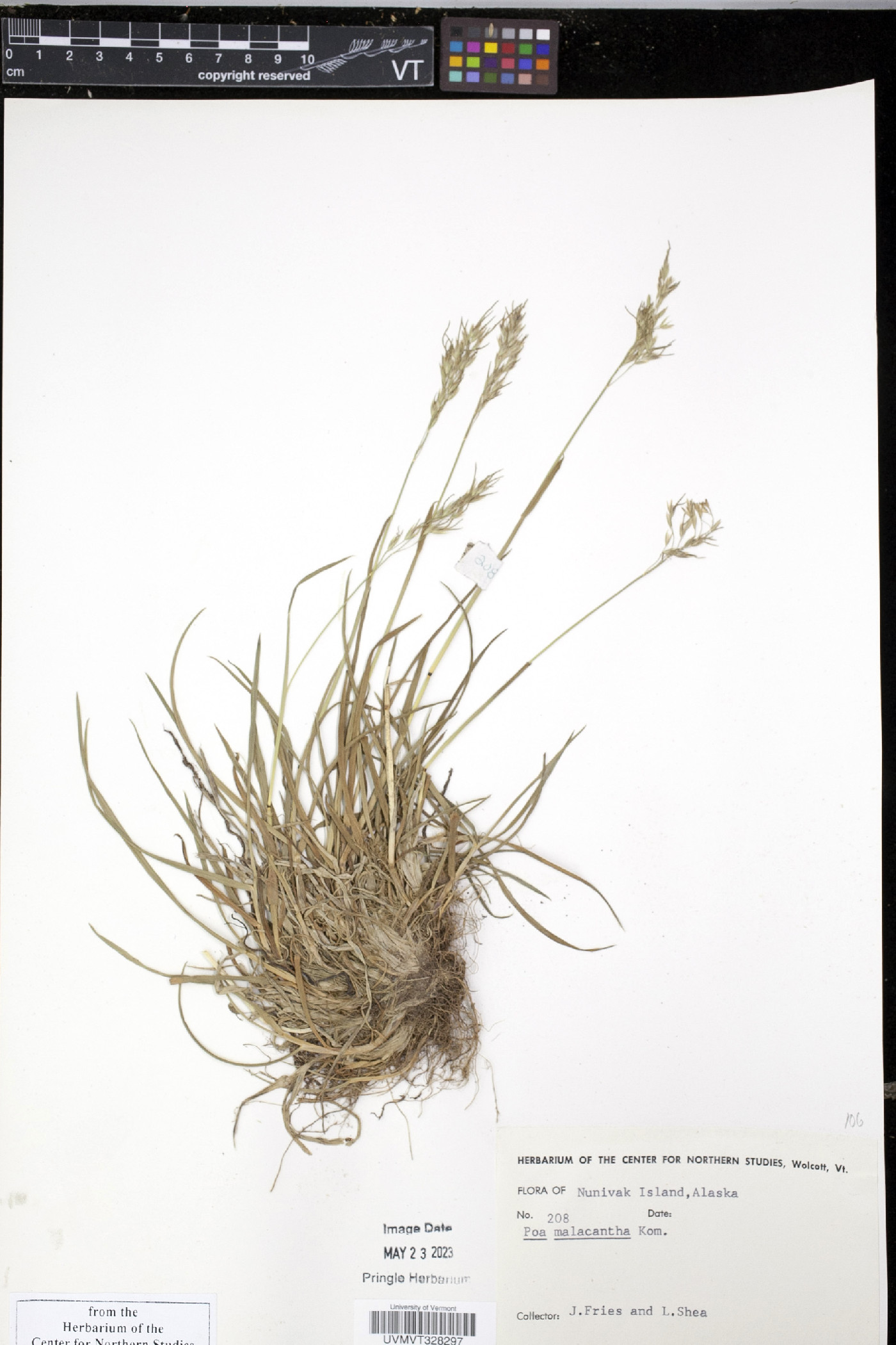 Poa arctica subsp. lanata image