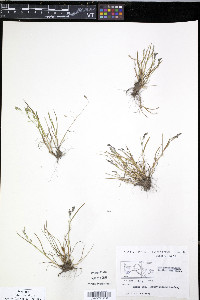 Poa paucispicula image