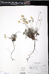 Potentilla hookeriana image