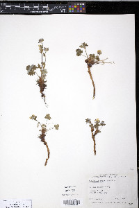 Potentilla hyparctica image