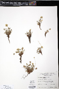 Potentilla hyparctica image