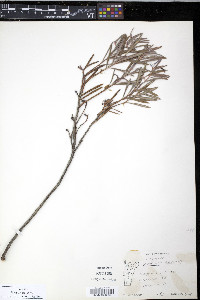 Andromeda polifolia var. latifolia image