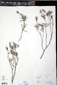 Andromeda polifolia image