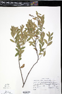 Cassandra calyculata image