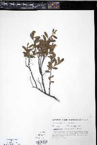 Cassandra calyculata image