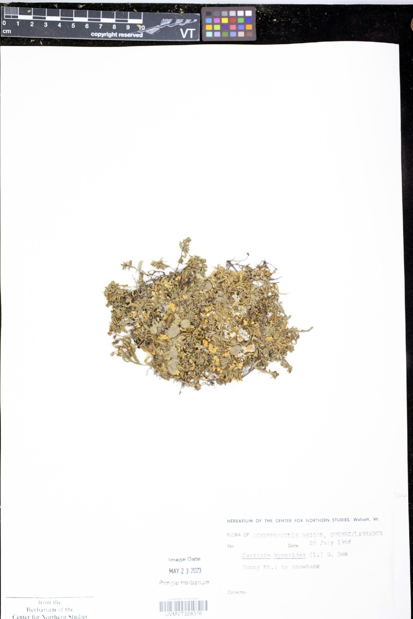 Cassiope hypnoides image