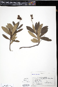 Chimaphila umbellata image