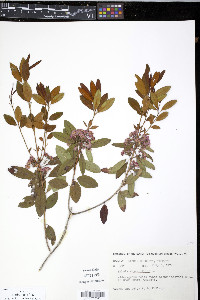 Kalmia angustifolia image