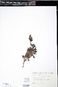 Penstemon menziesii image
