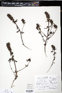 Pedicularis parviflora image